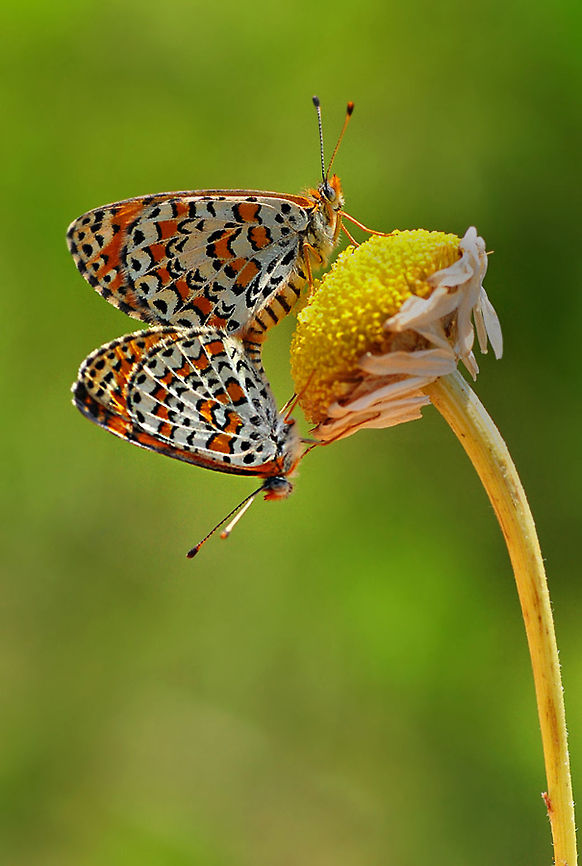 Two Melitaea ornatas  Melitaea fascelis,Melitaea ornata