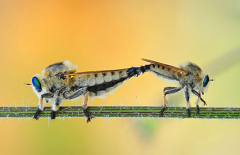 Robber Fly  Asilidae,Diptera,macro