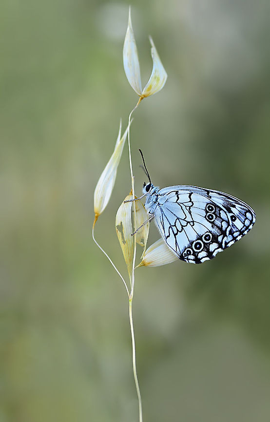 Melanargia titea  Macro,Melanargia titea