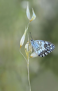 Melanargia titea  Macro,Melanargia titea