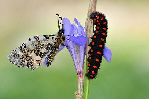 OZT_5993 Allancastria cerisyi butterfly and Archon apollinus larva Allancastria cerisyi,Archon apollinus,False Apollo