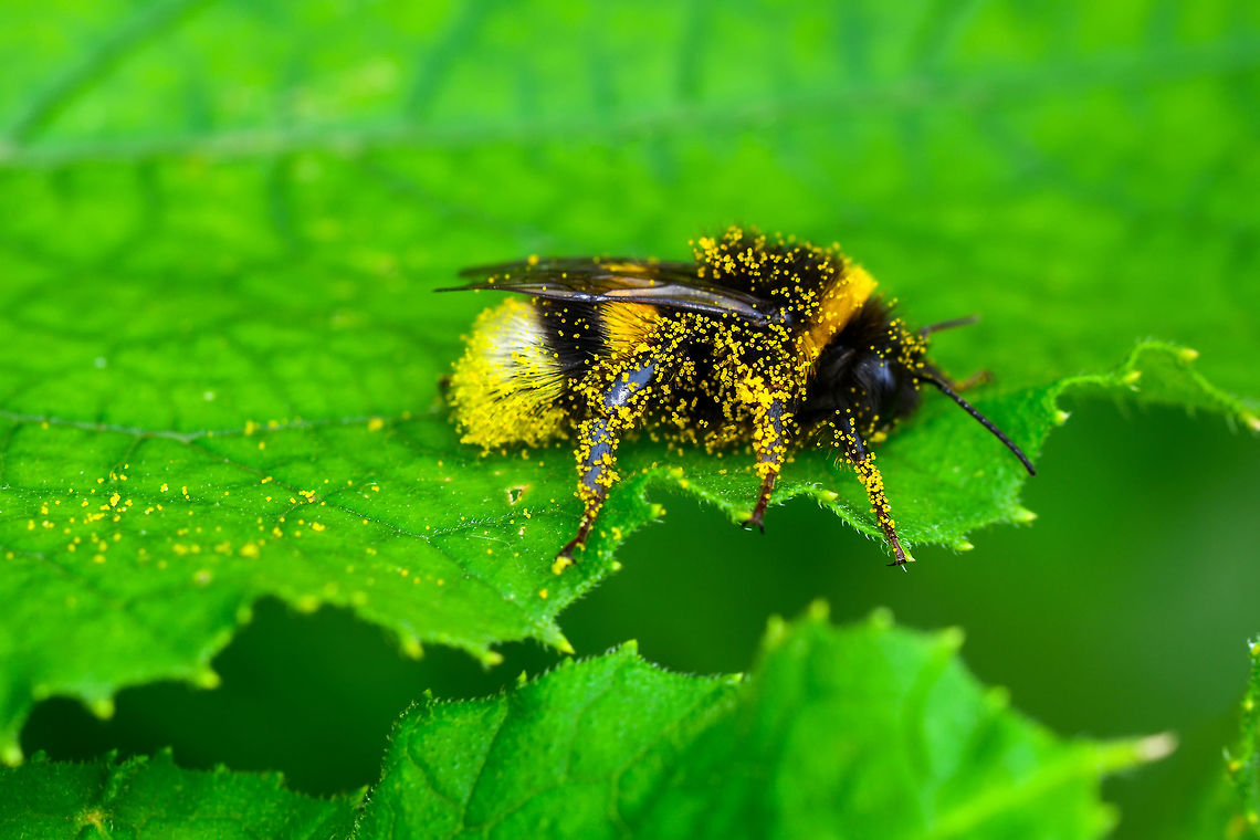 Bee  Bombus terrestris
