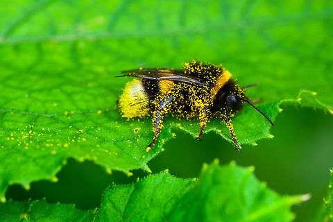 Bee  Bombus terrestris