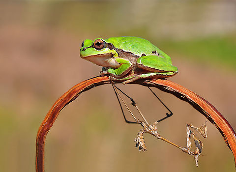 European tree frog  European tree frog,Hyla arborea,hylea arborea