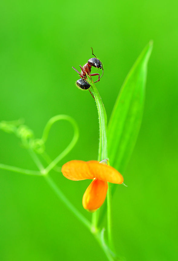 On the road to the Summit  ant