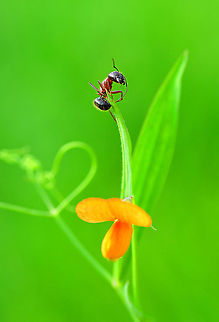 On the road to the Summit  ant