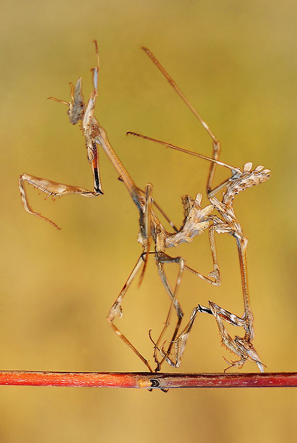 Trip up  Empusa fasciata