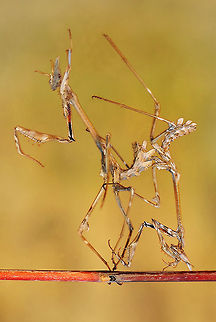 Trip up  Empusa fasciata