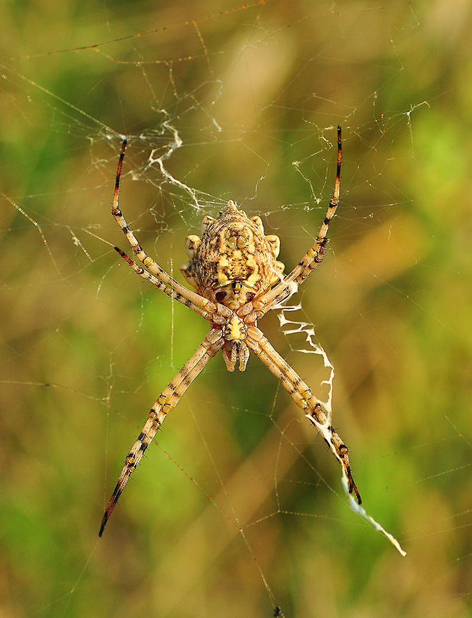Black and Yellow Garden Spider  Argiope lobata