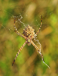 Black and Yellow Garden Spider  Argiope lobata