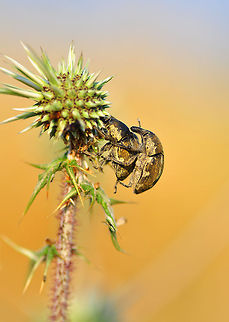 To the top, we just can't stop  Coleoptera,Curculionidae,insect