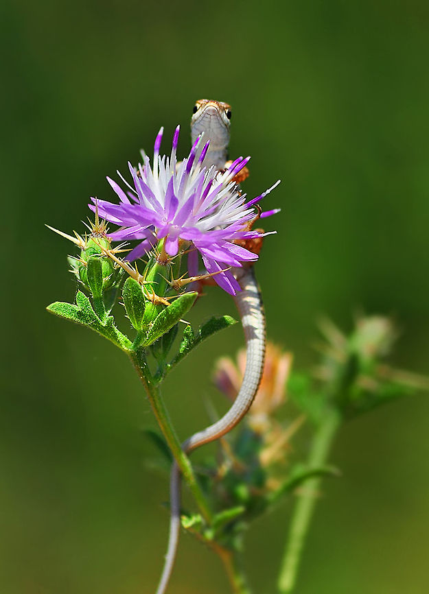 Lacertidae  Macro