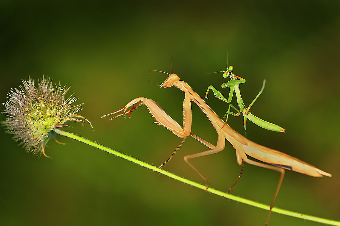 Mantis  macro insect