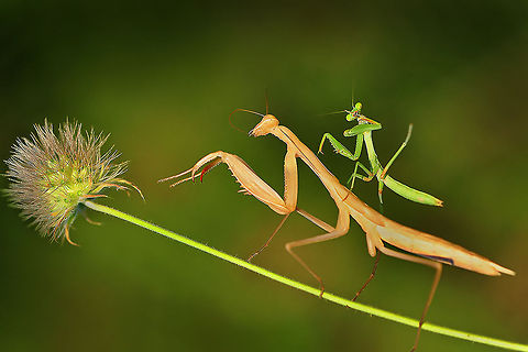 Mantis  macro insect