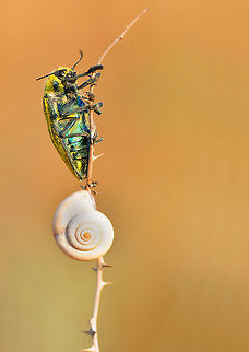 Yellow Thanks Ehrenbergi's Jewel Beetle,Julodis ehrenbergii,insect