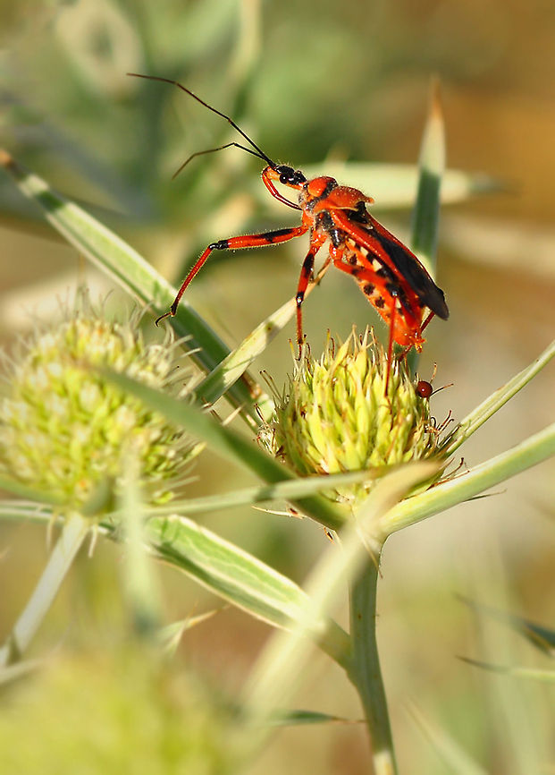 Red  Rhynocoris iracundus,insect