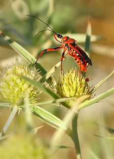 Red  Rhynocoris iracundus,insect