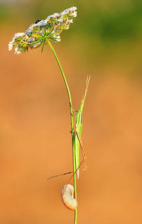 Green Acrida  insect