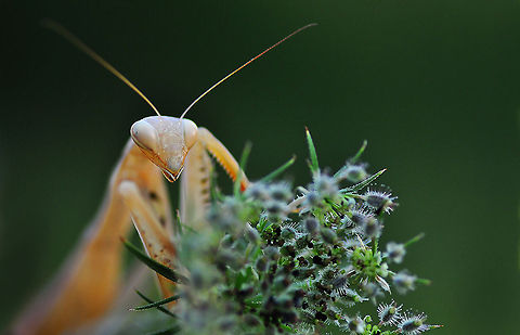 Mantis closeup  European Mantis,Mantis religiosa