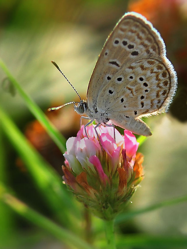 Dark Grass Blue  Dark Grass Blue,Zizeeria karsandra