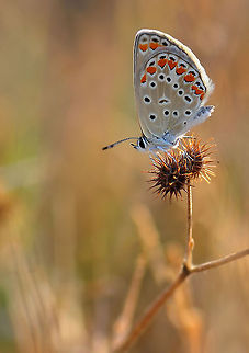 Common Blue  Common Blue,Polyommatus icarus