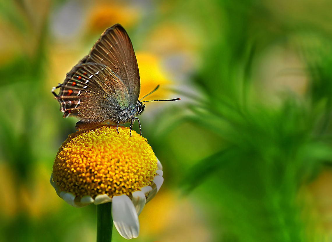 Ilex hairstreak  Ilex hairstreak,Satyrium ilicis