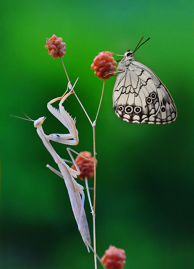 European Mantis and white butterfly  European Mantis,Mantis religiosa,Melanargia titea