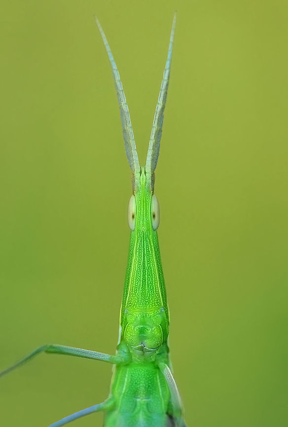 Acrida Grasshopper  Caelifera
