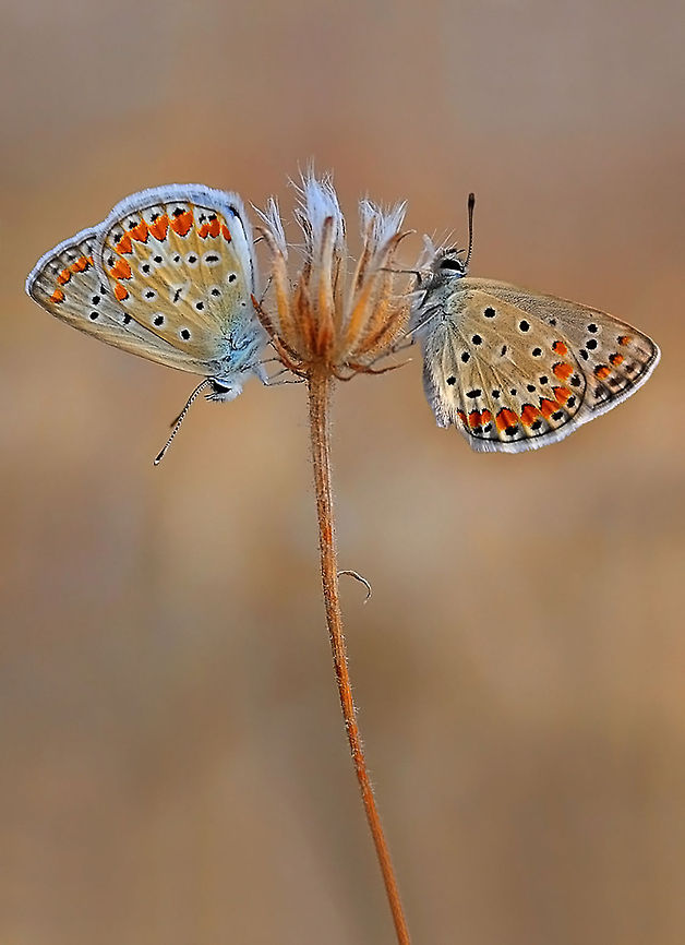 Common Blue  Common Blue,Polyommatus icarus,butterfly