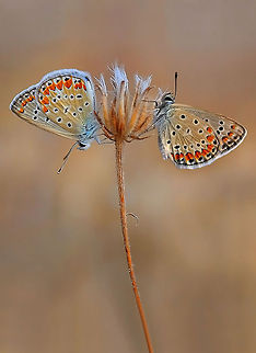 Common Blue  Common Blue,Polyommatus icarus,butterfly