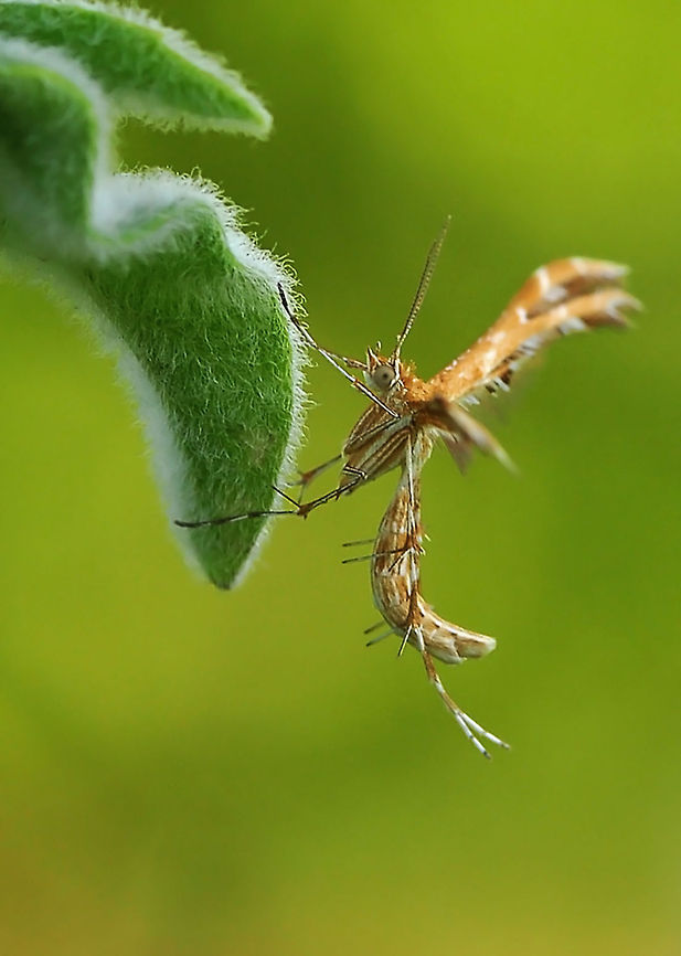 Morning-glory Plume Moth  Emmelina monodactyla