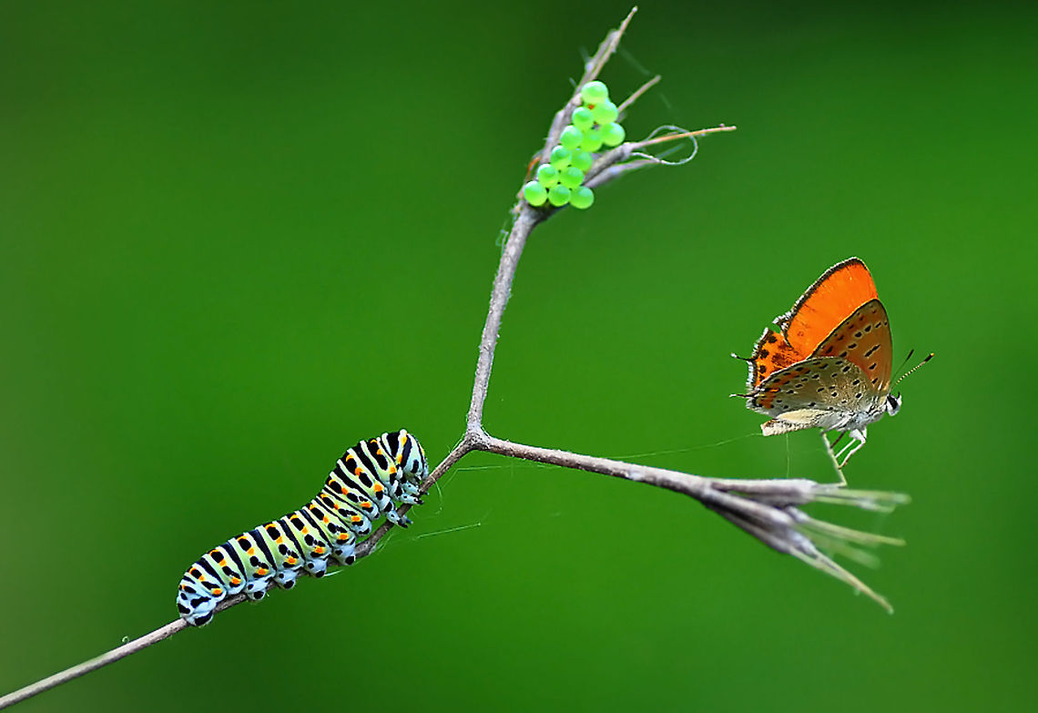 Macro crowd Caterpillar species is Old World Swallowtail (Papilio machaon)<br />
Butterfly: Lesser Fiery Copper (Lycaena thersamon) Lycaena thersamon,Old World Swallowtail,Papilio machaon