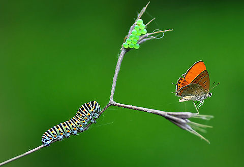 Macro crowd Caterpillar species is Old World Swallowtail (Papilio machaon)
Butterfly: Lesser Fiery Copper (Lycaena thersamon) Lycaena thersamon,Old World Swallowtail,Papilio machaon