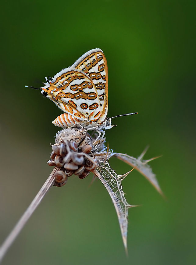 Tawny Silverline  Cigaritis acamus,Tawny Silverline