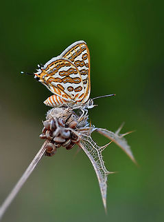 Tawny Silverline  Cigaritis acamus,Tawny Silverline