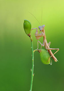 Mantis