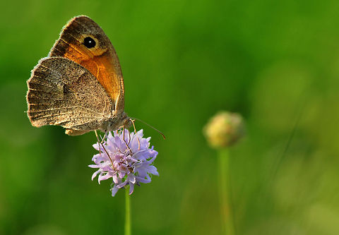 Meadow Brown  Maniola jurtina,Meadow Brown