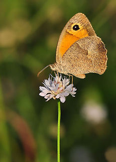 Meadow Brown  Maniola jurtina,Meadow Brown