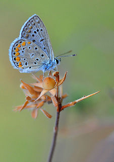 Common Blue  Common Blue,Polyommatus icarus