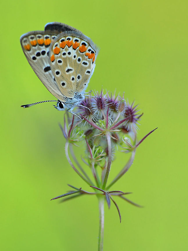 Common Blue  Common Blue,Polyommatus icarus