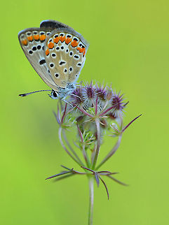 Common Blue  Common Blue,Polyommatus icarus