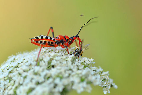 Red assassin bug  Rhynocoris iracundus