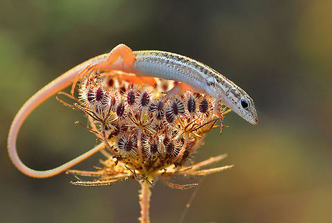 Snake-eyed Lizard  Ophisops elegans,Snake-eyed Lizard
