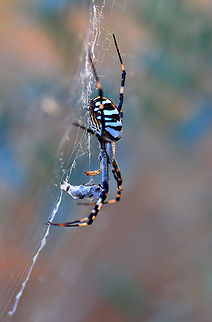 Wasp spider  Argiope bruennichi,Wasp spider