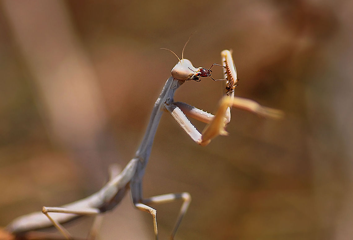 Mantis religiosa  European Mantis,Mantis religiosa
