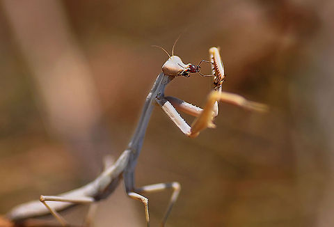 Mantis religiosa  European Mantis,Mantis religiosa