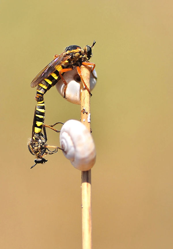 Robber flies <br />