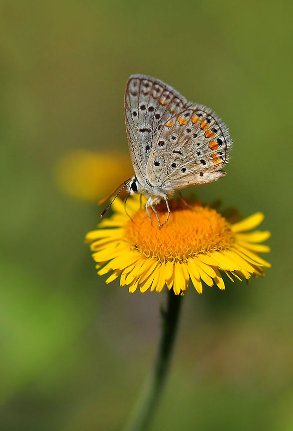 Common Blue (Polyommatus icarus)  Common Blue,Polyommatus icarus