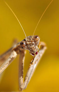 Mantis  European Mantis,Mantis religiosa