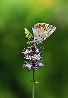 Polyommatus icarus   Common Blue,Polyommatus icarus